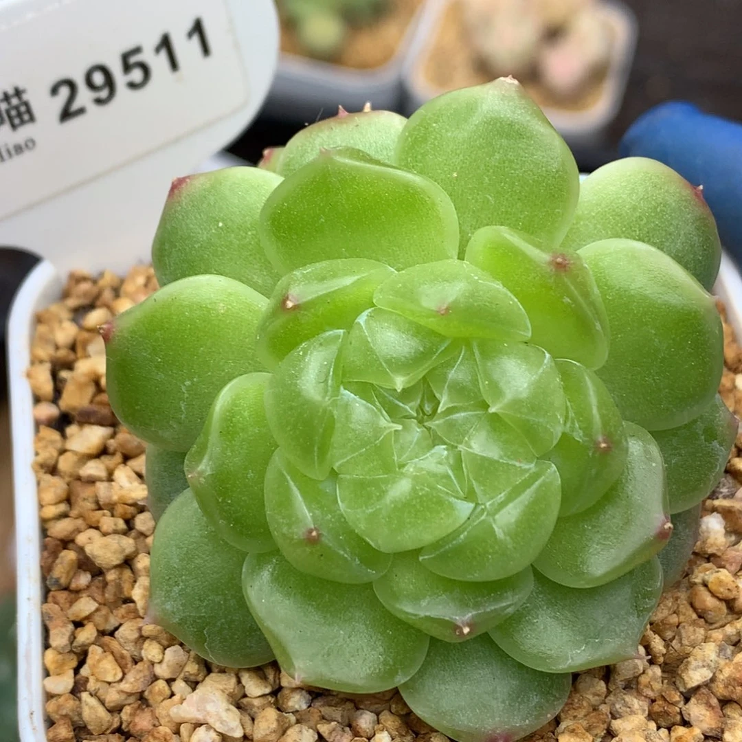 多肉植物杂交珍妮