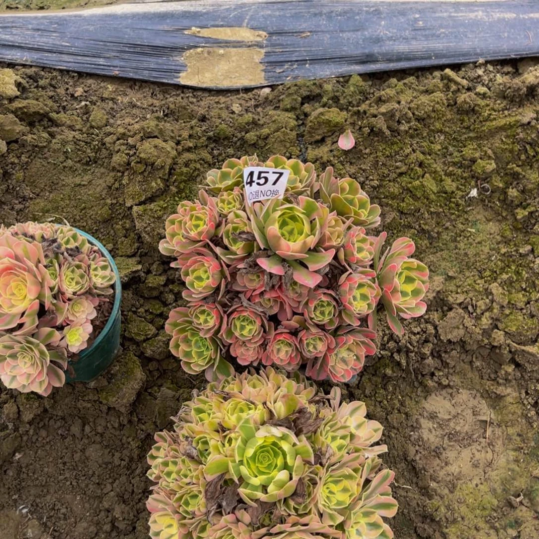 两颗法师朵朵6-64.