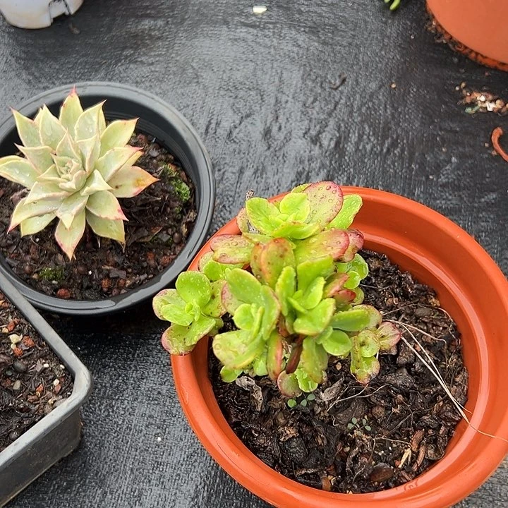 木***子多肉植物实物直播实物76