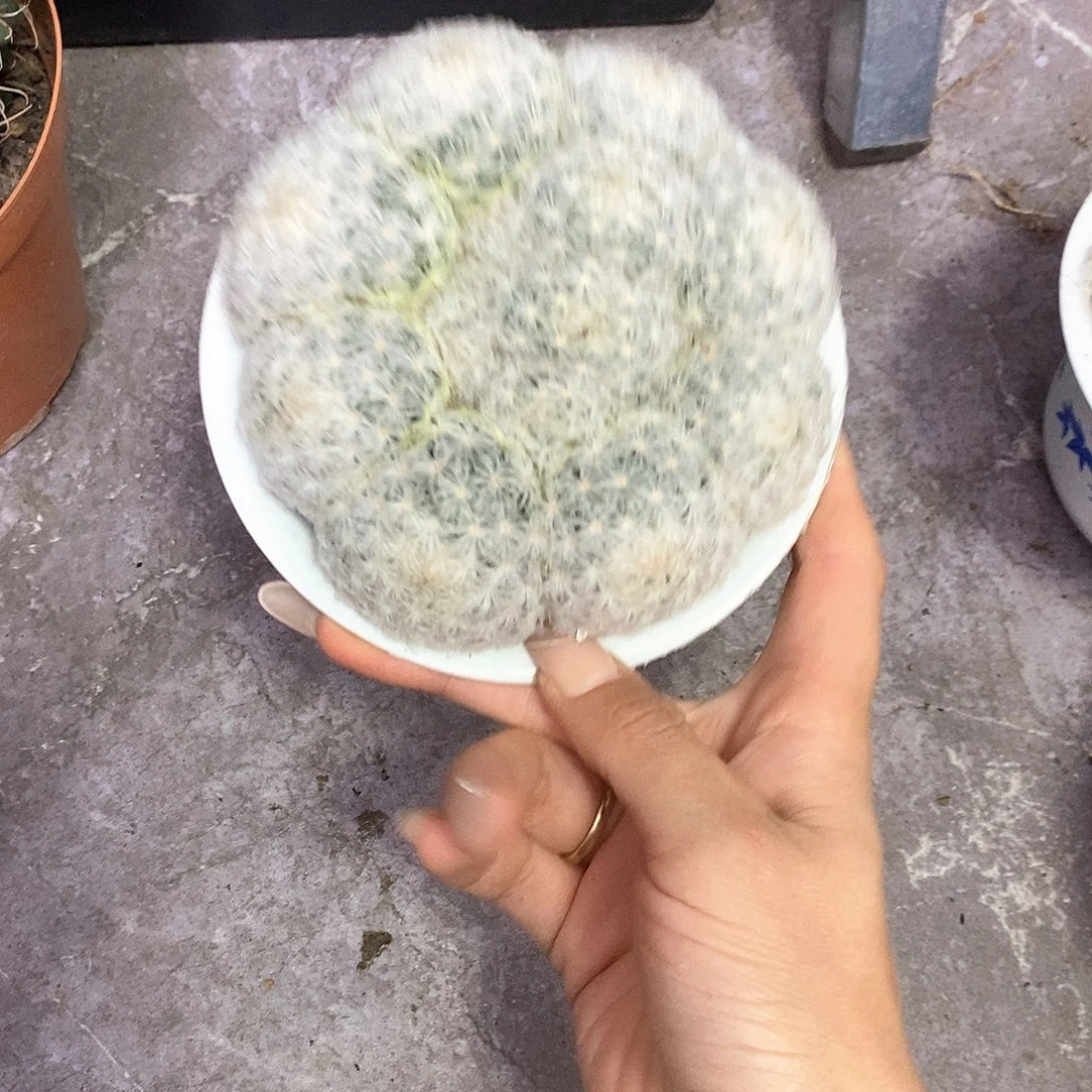 微***秋一物一拍一棵仙人球