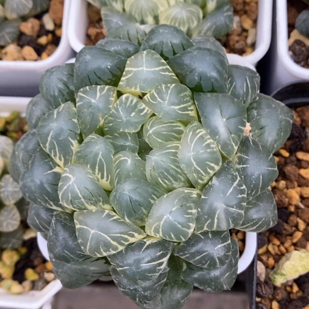 一颗糊斑湖水玉露锦