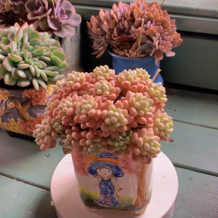 思***店鱼子酱无砍自然群