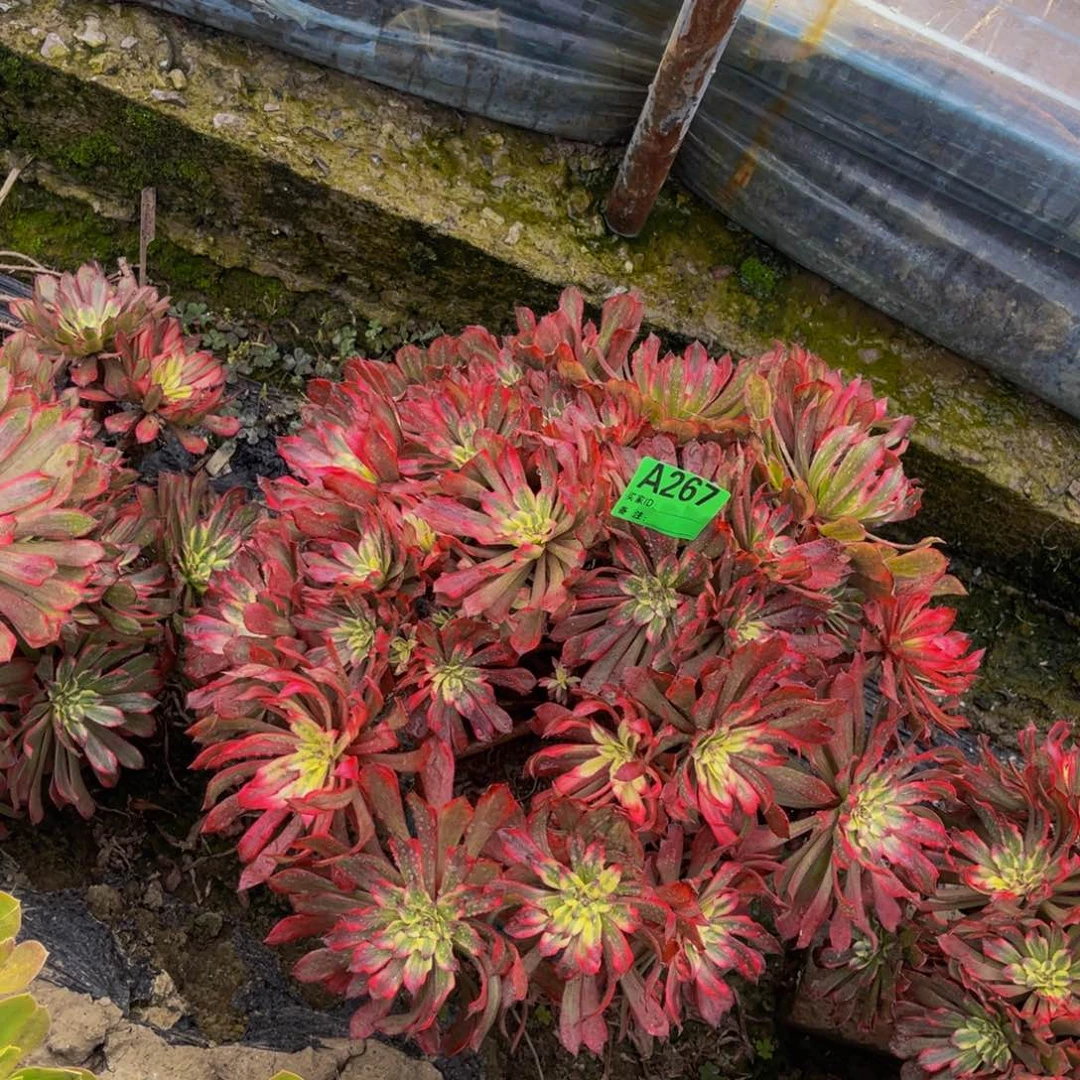 雪姬法师朵朵5-38