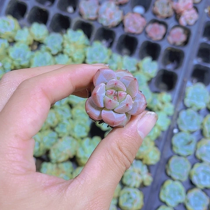 精品夜魔侠多肉植物