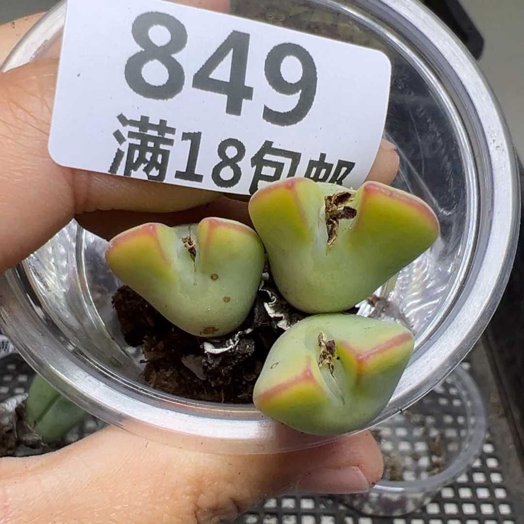 【闪购商品】849……