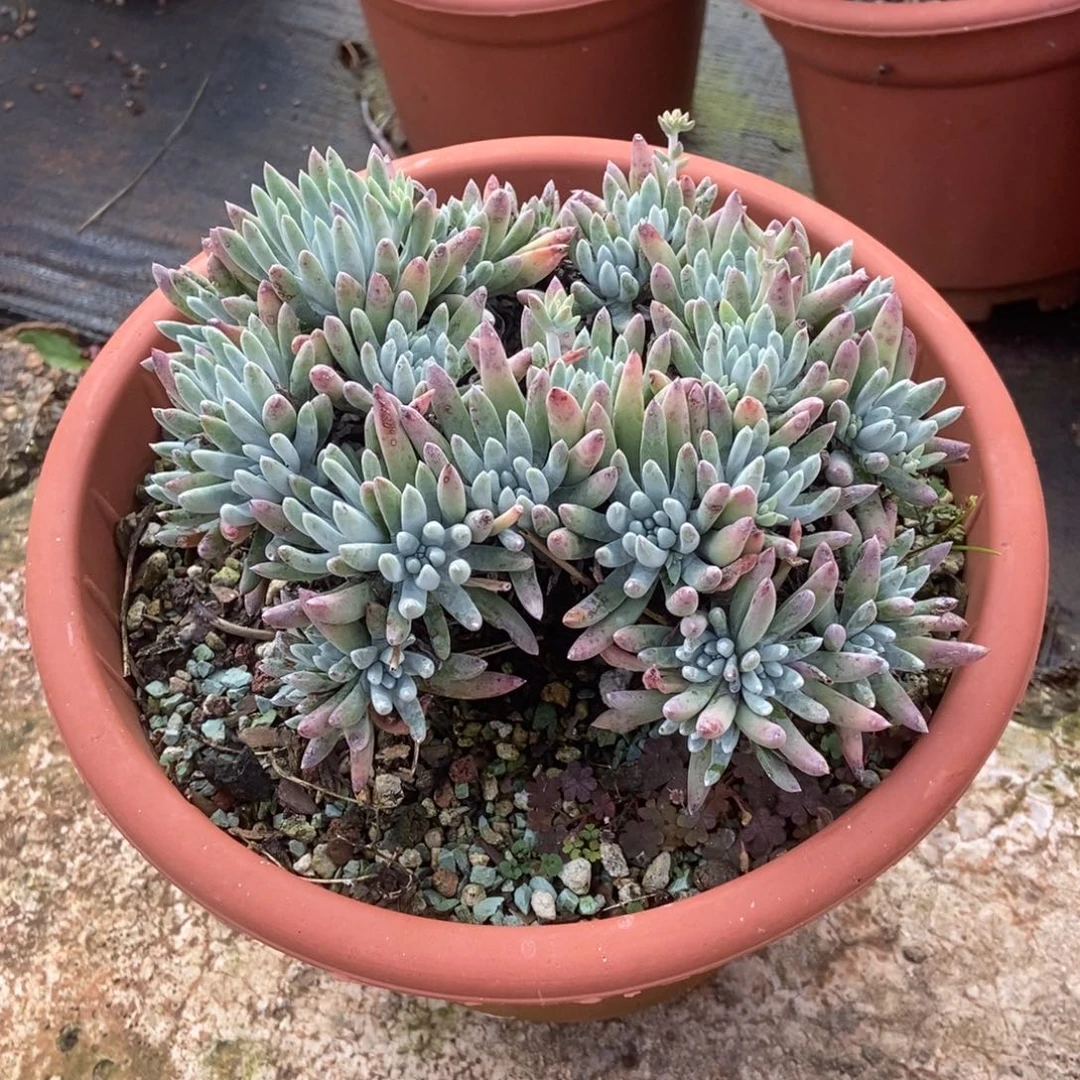 白鹭朵朵多肉植物