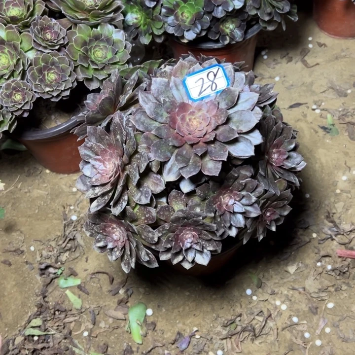 多肉植物万灰法师28