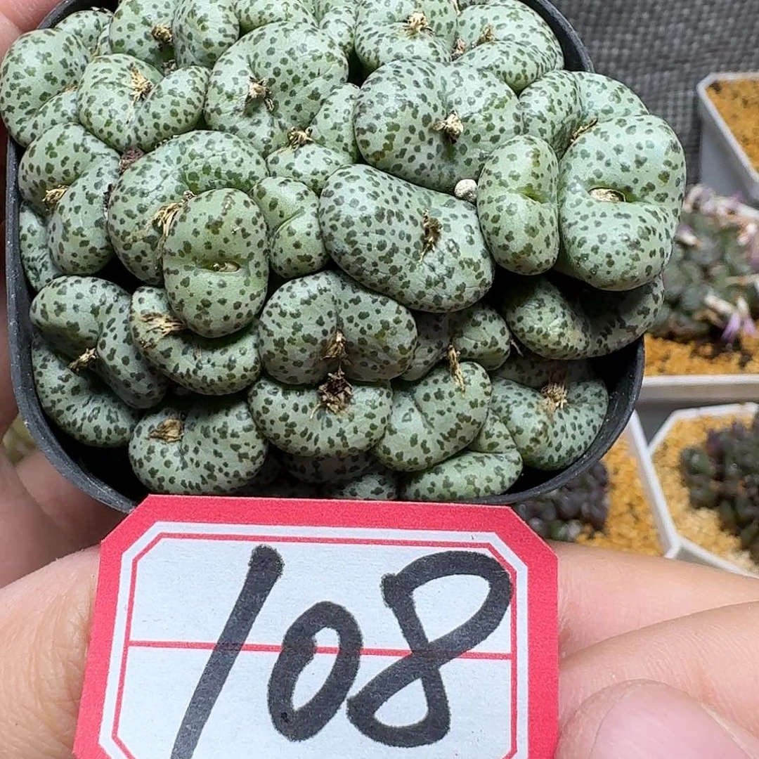 多肉植物的润泽fghj