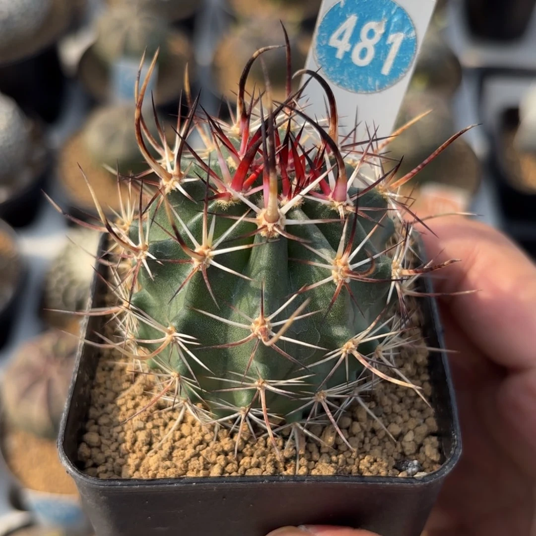 481实生林氏幻虾带盆带土