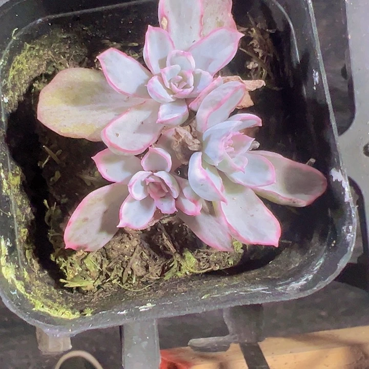 伯克利锦精品多肉植物