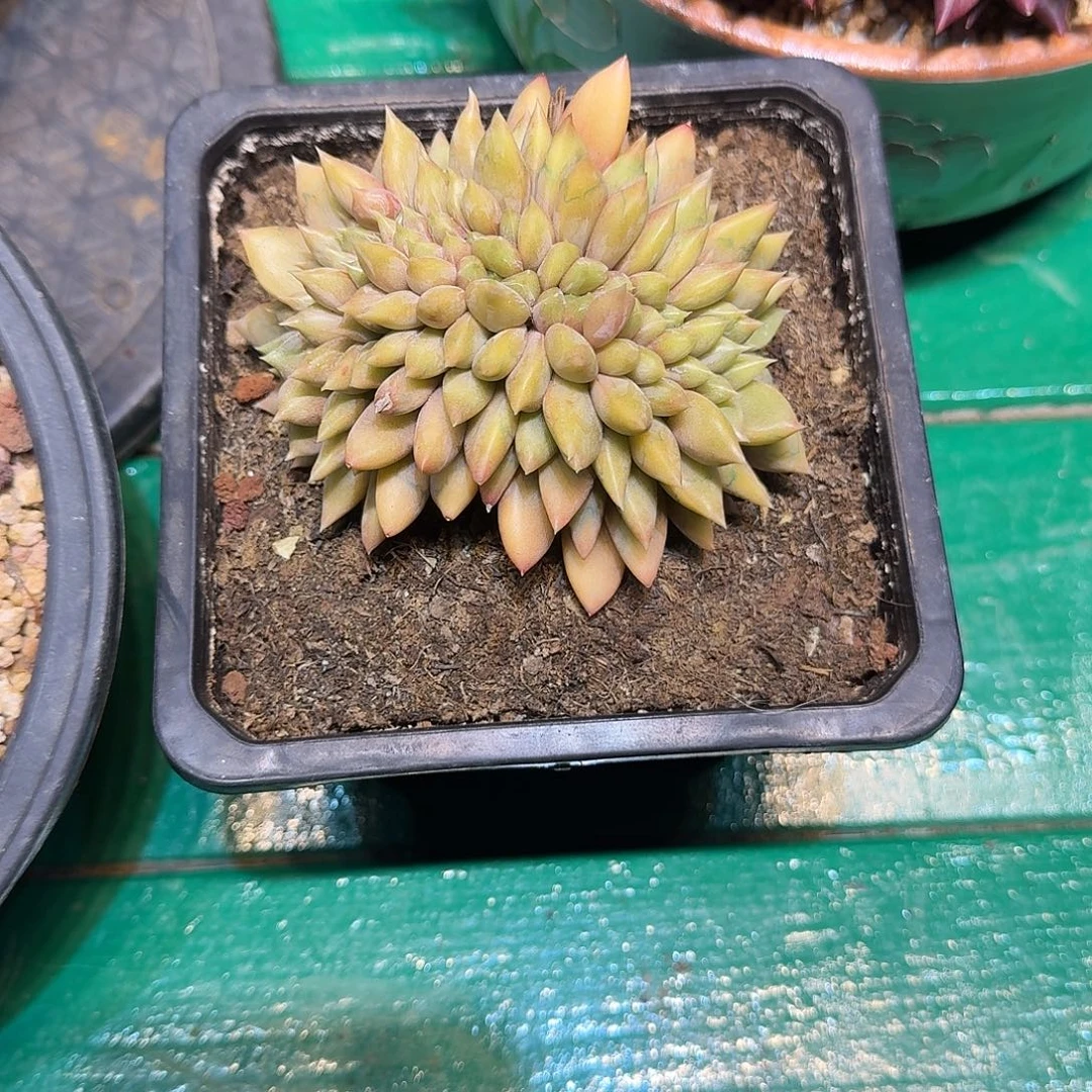 多肉植物多肉植物