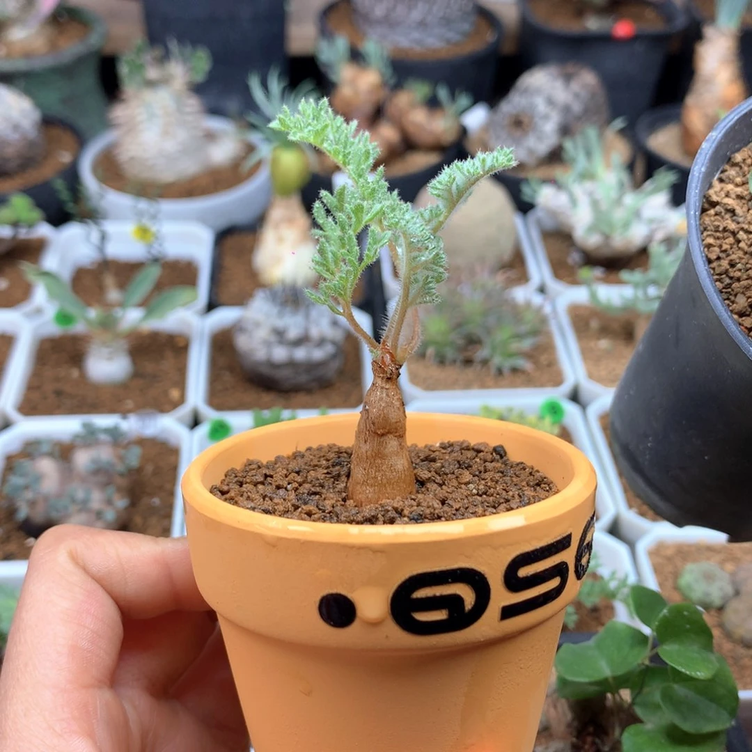 幸****W枯木杨葵多肉带盆