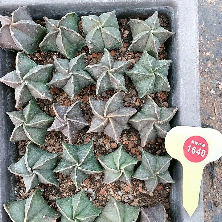 鸾凤玉一盆非常好看