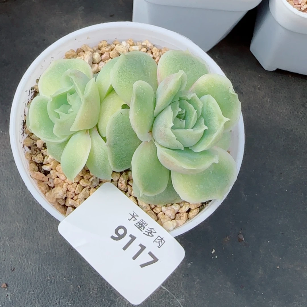 水晶虾饺，9117多肉植物