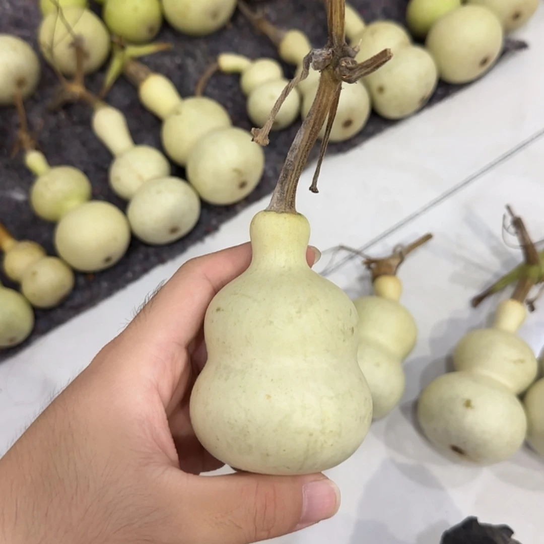 领***°葫芦cjguvjbjghbbnbnn