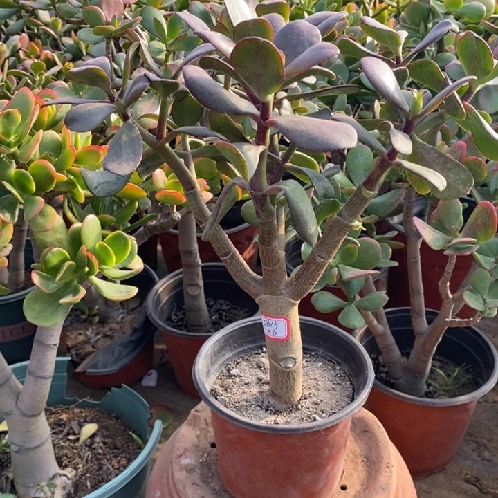 用***1韩国紫叶一物一拍