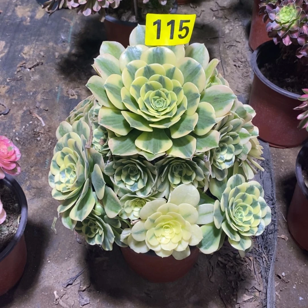 绿豆沙多肉法师115