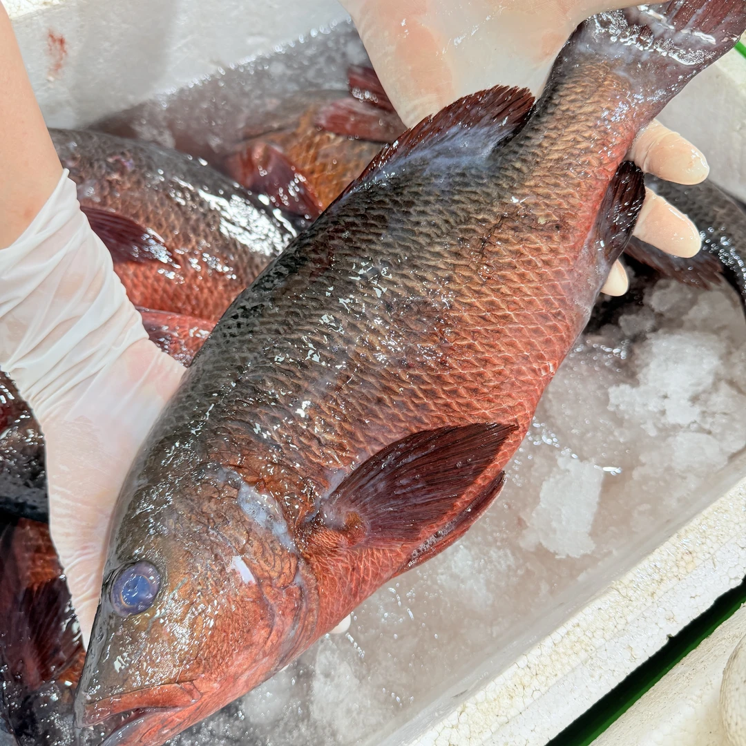 本港新鲜红友鱼直播间现称改价链接 顺丰包邮广东茂名博贺港