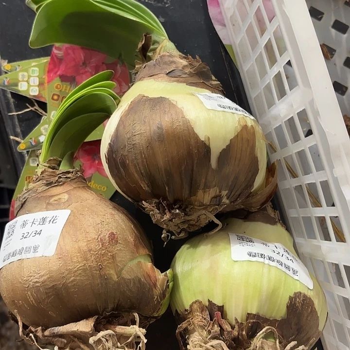 蒂卡莲花/芙蓉王9.5左右双花剑