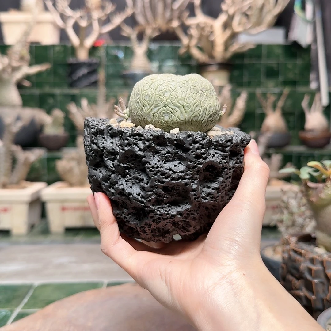 红陶凝蹄玉金蝉造型 一物一拍