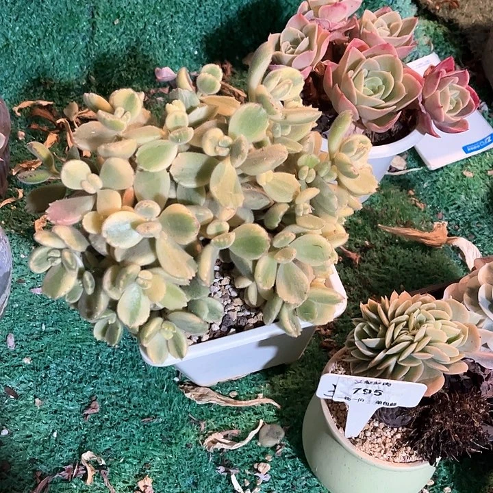 红陶°****?白熊多肉植物一颗