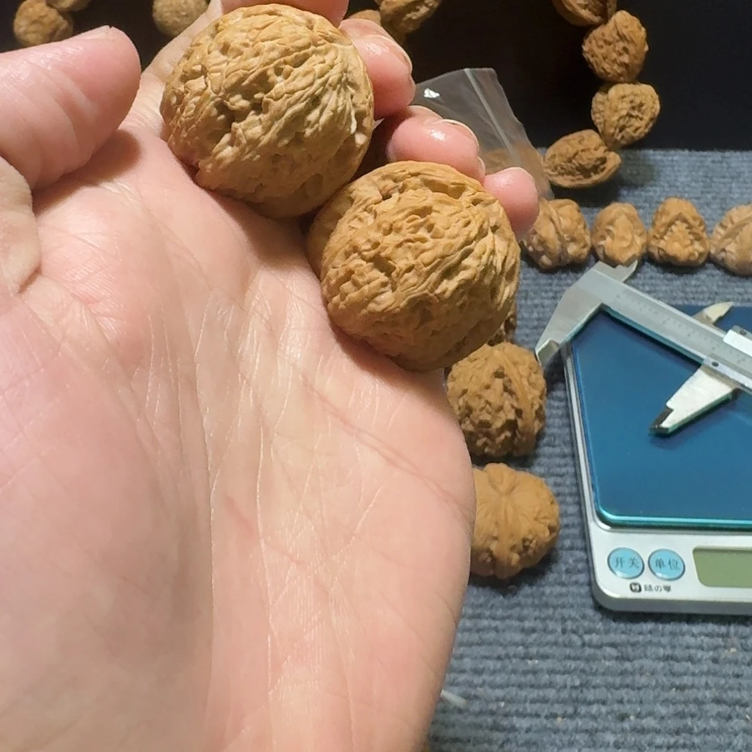 文玩核桃把件白狮子手捻35尺全品