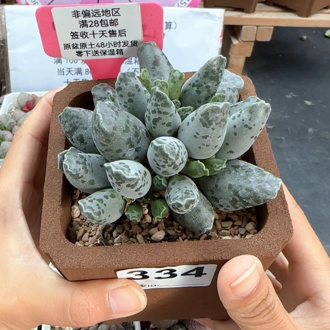 334白肌海报多肉