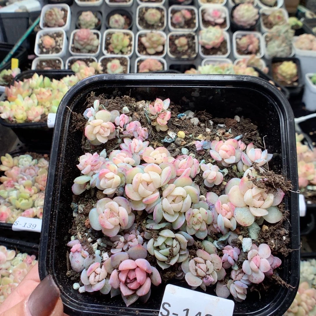 无花朵S148英语英语