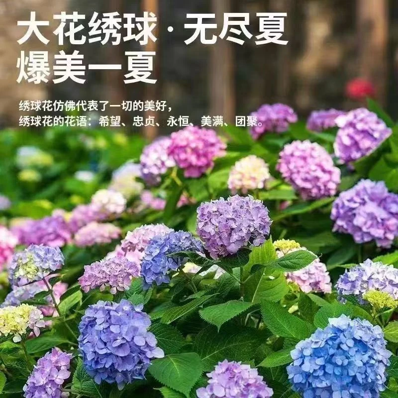 混色绣球花种子四季易种易养耐寒盆栽庭院阳台开花绣球花花卉种子