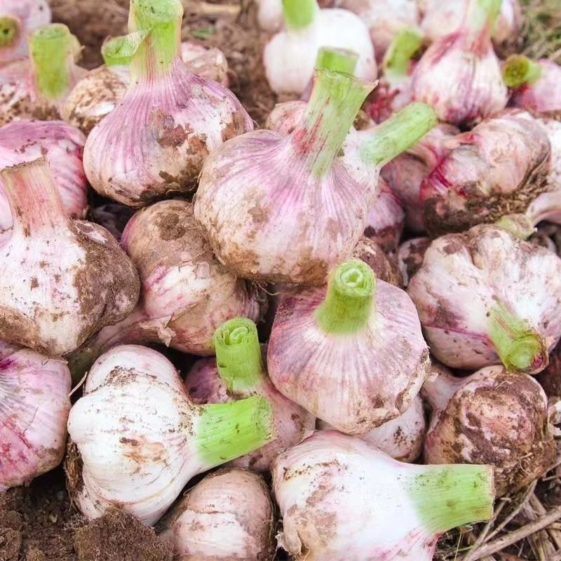 【现挖】2025新蒜河南农家鲜蒜头现挖现发新鲜紫皮大蒜湿蒜腌糖蒜