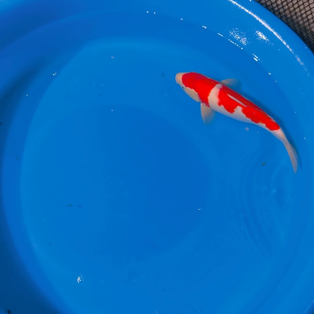 锦鲤红白专拍链接