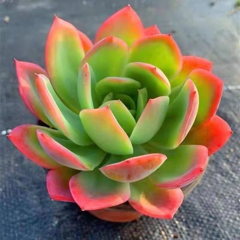 【满9.9包邮】绮罗5cm盆多肉植物以直播间展示为主