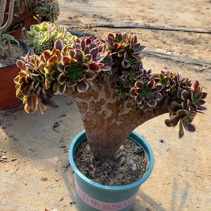 欧嘉莉缀多肉植物82