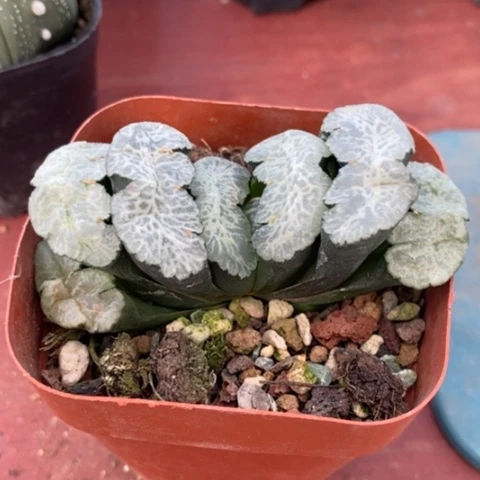 大万象玉露7仙人球