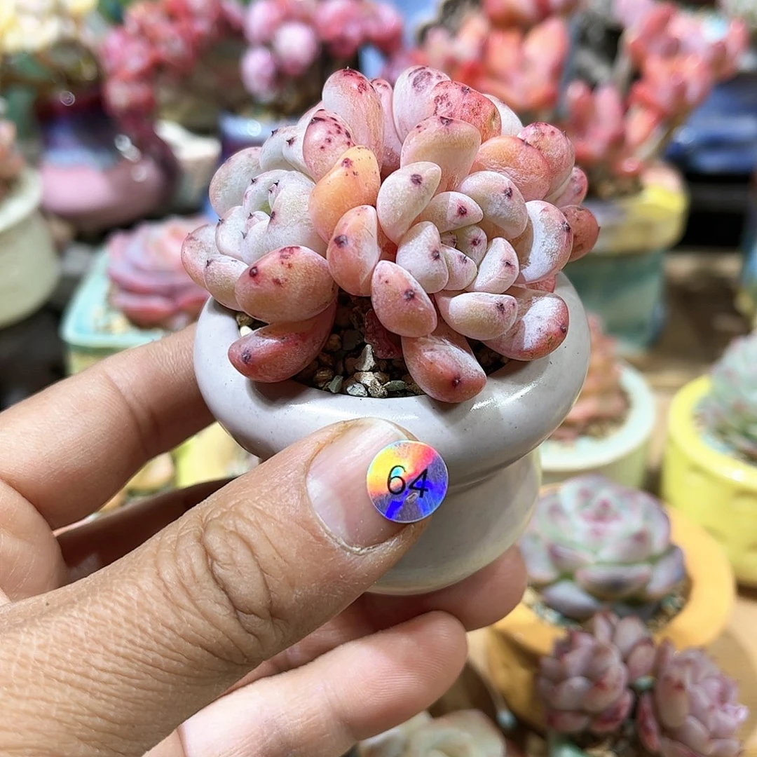 雪爪 含盆含土发货 30包邮偏远除外