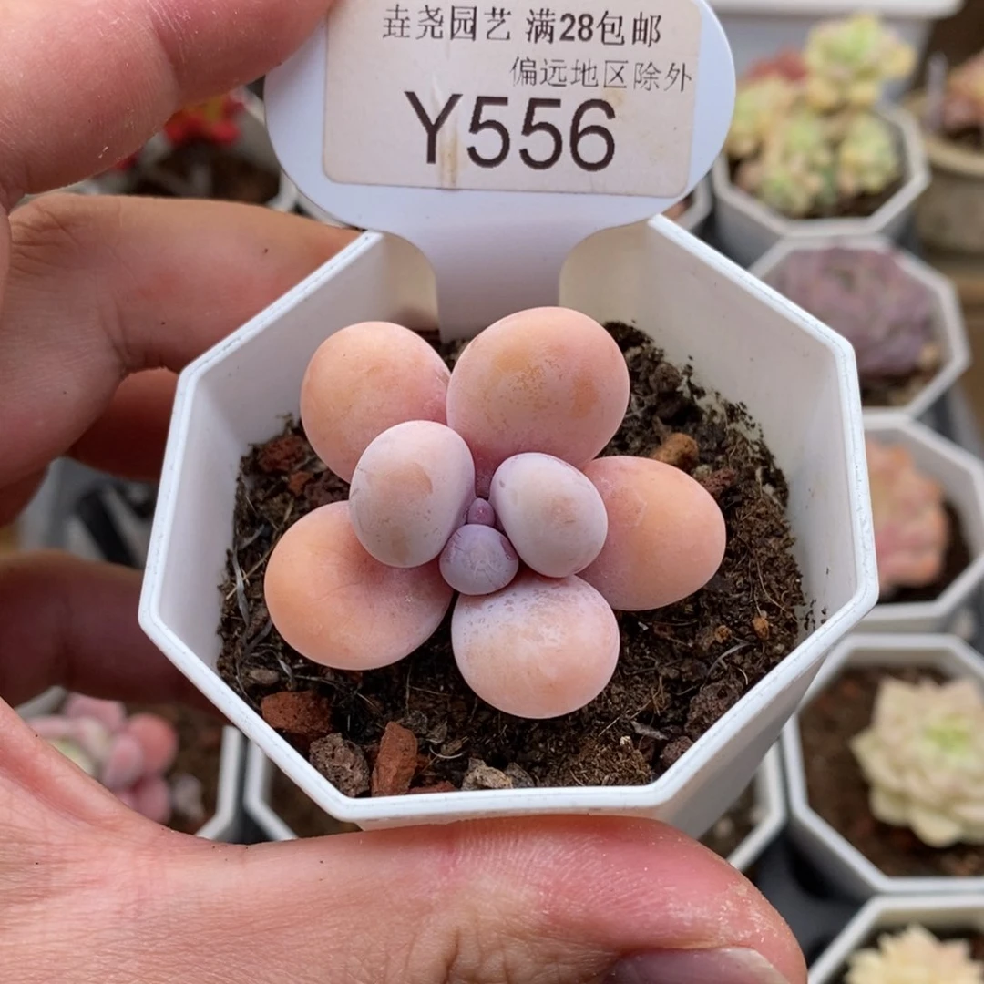 0556奶酪4.0厘米