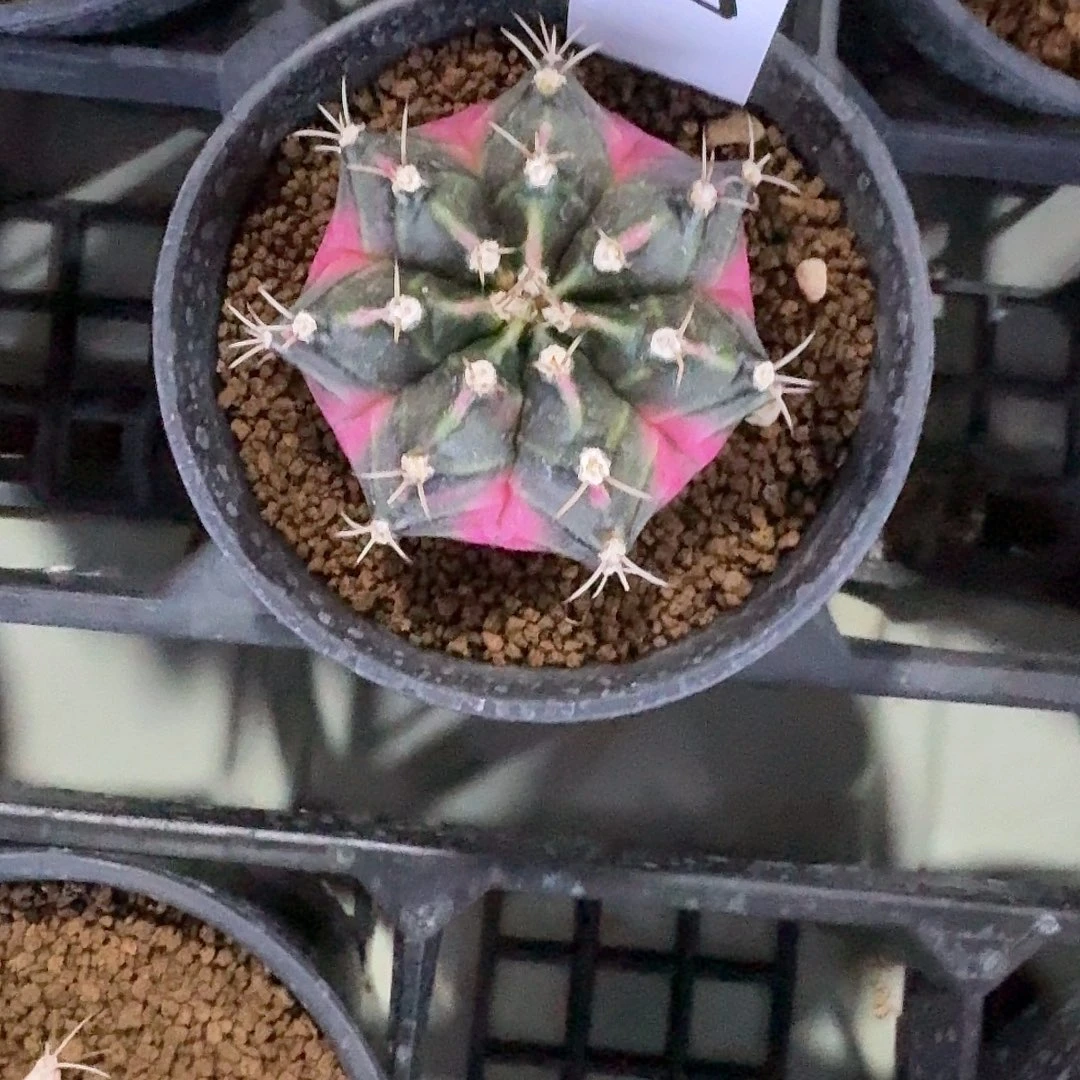 L129-1130广东发货 泡泡糖