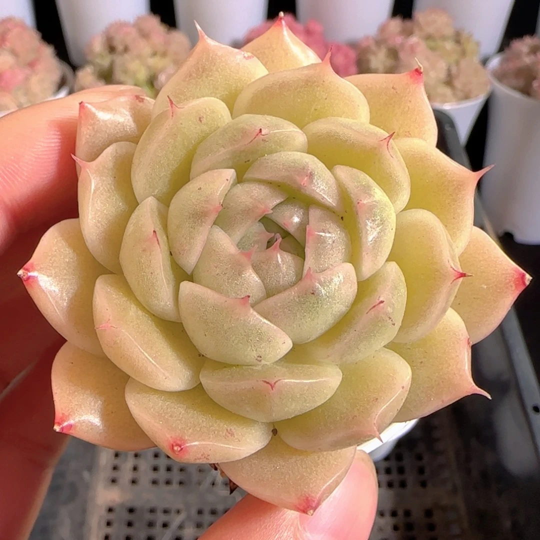 多肉0104-78包子麦秆