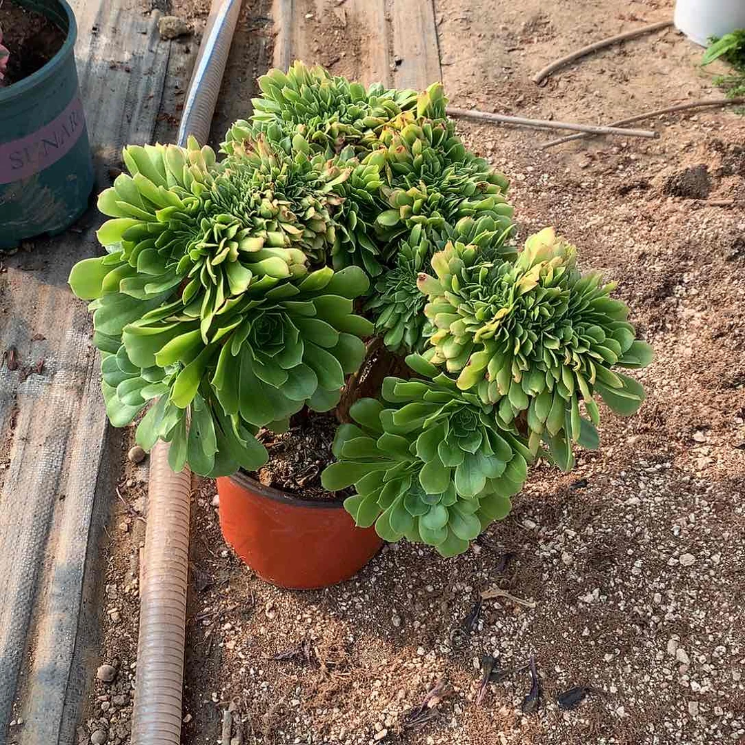 绿羊绒缀化的一个