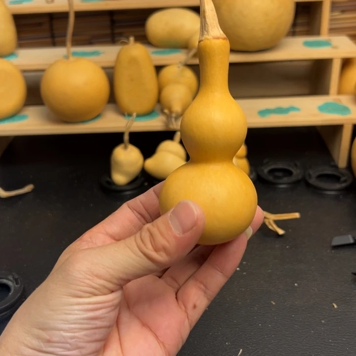 协****生葫芦葫芦葫芦葫芦葫芦