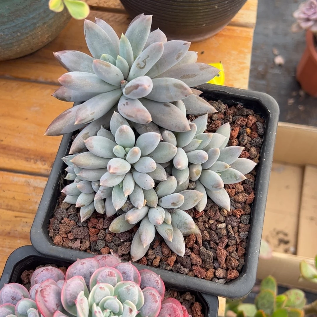 多肉多头哥特【非偏远地区满18包邮】