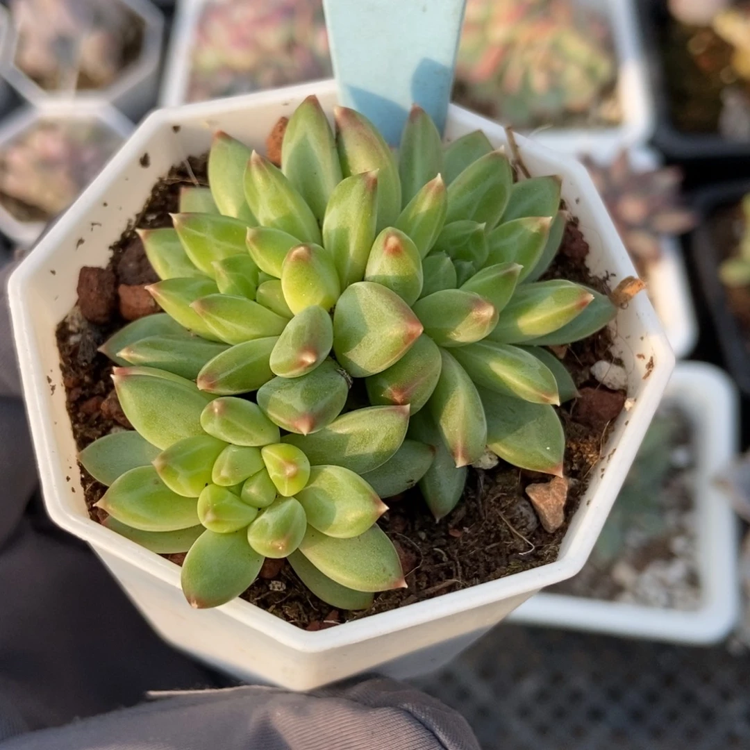 500甲骨文多肉植物