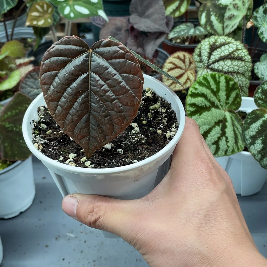 完全开放蜘蛛侠翼须藤