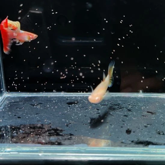 孔雀鱼欧意火烧云一对