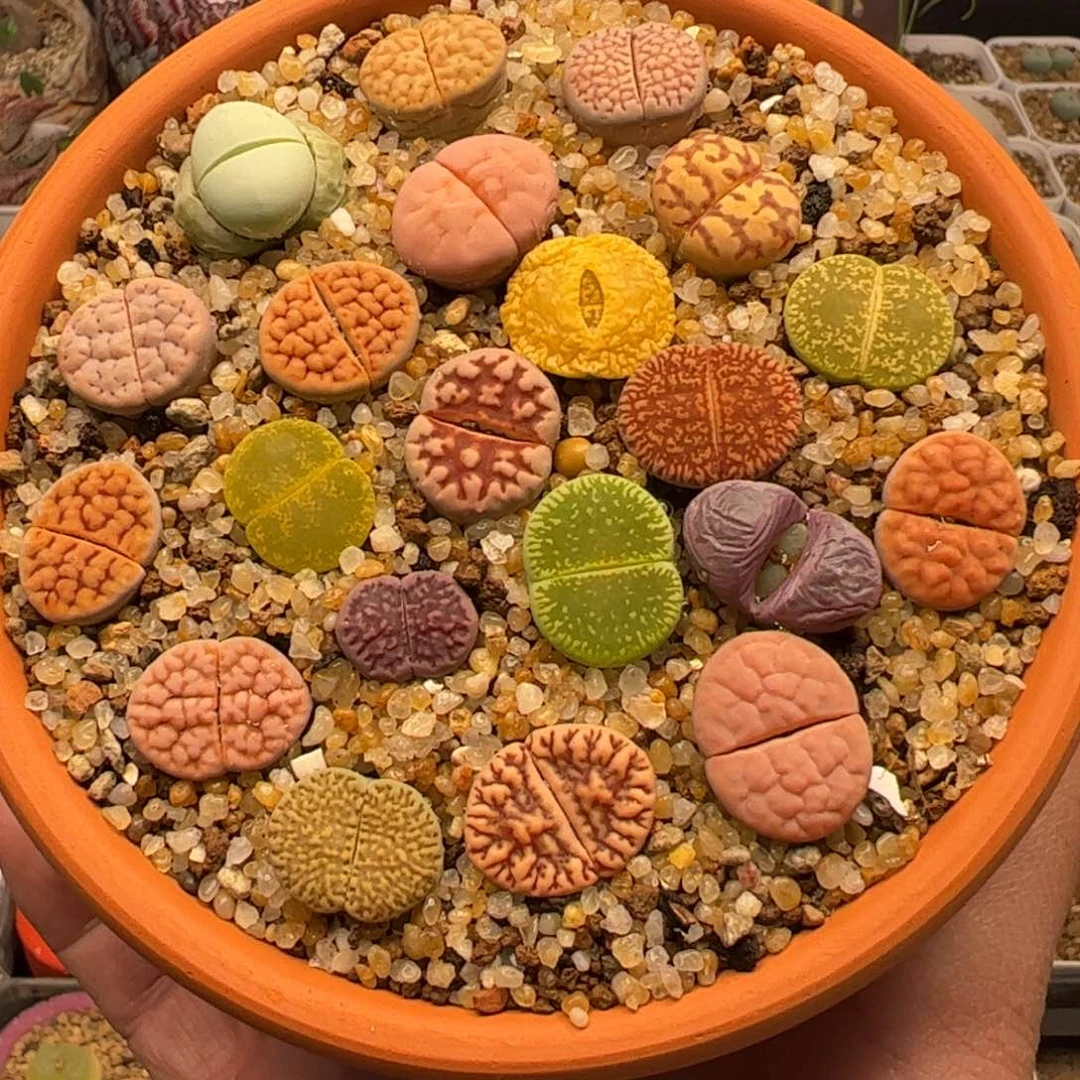 特价一组带盆高品质多肉组合