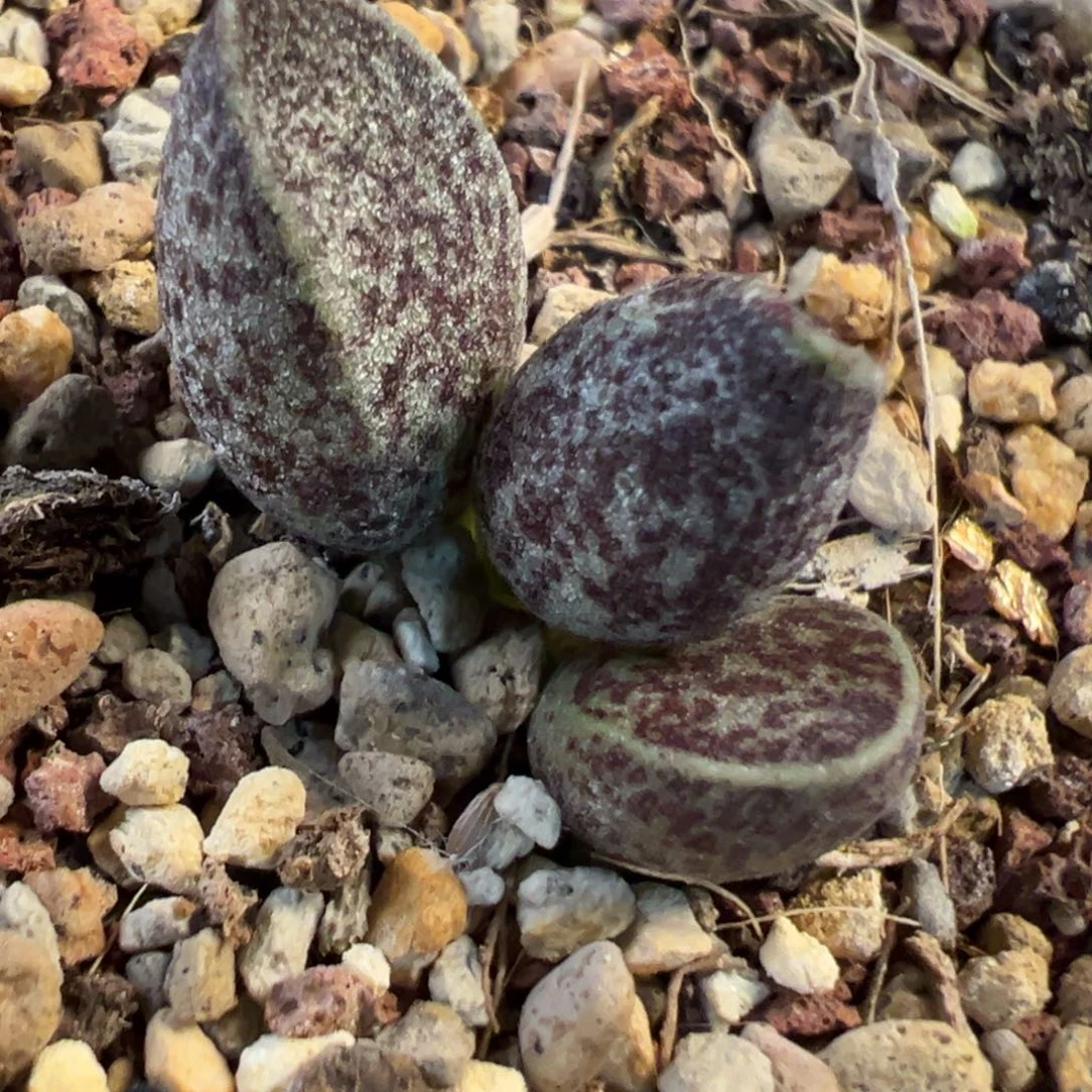 暗黑系实生新品多肉植物水泡