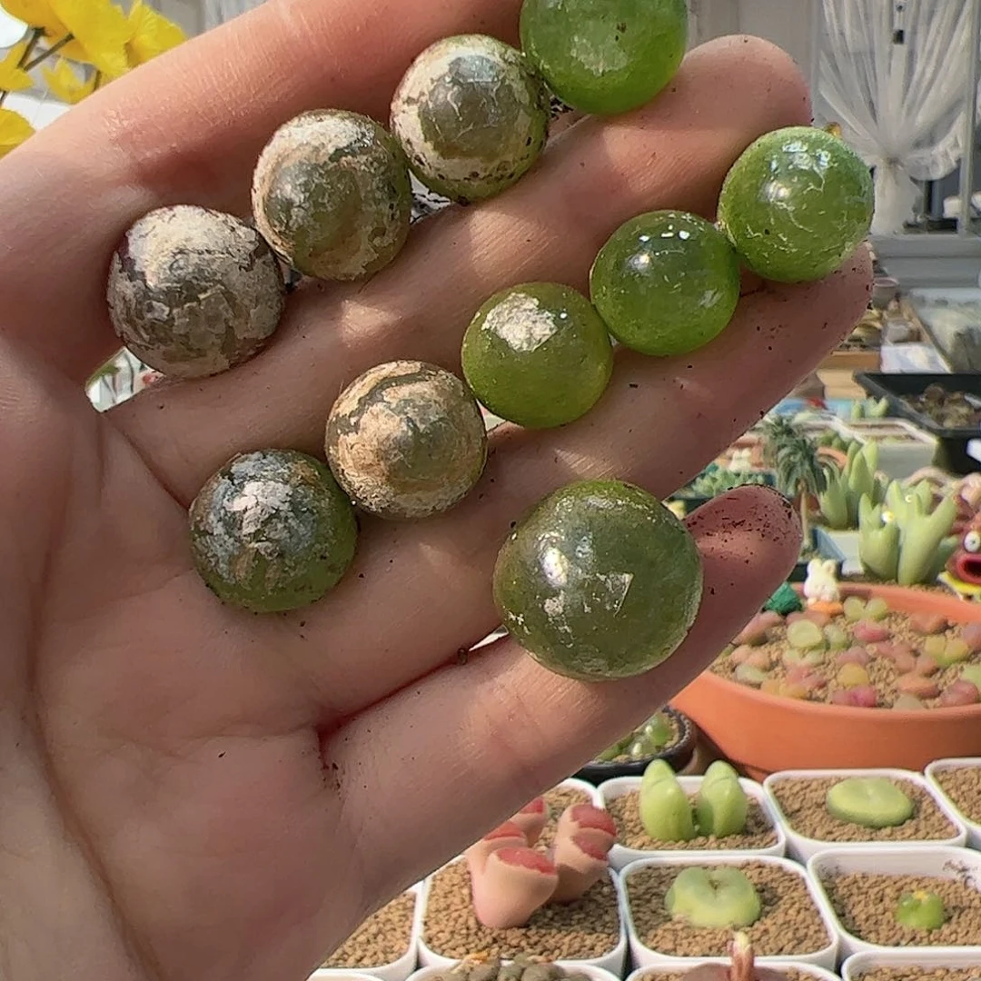 【闪购商品】69 灯泡*10