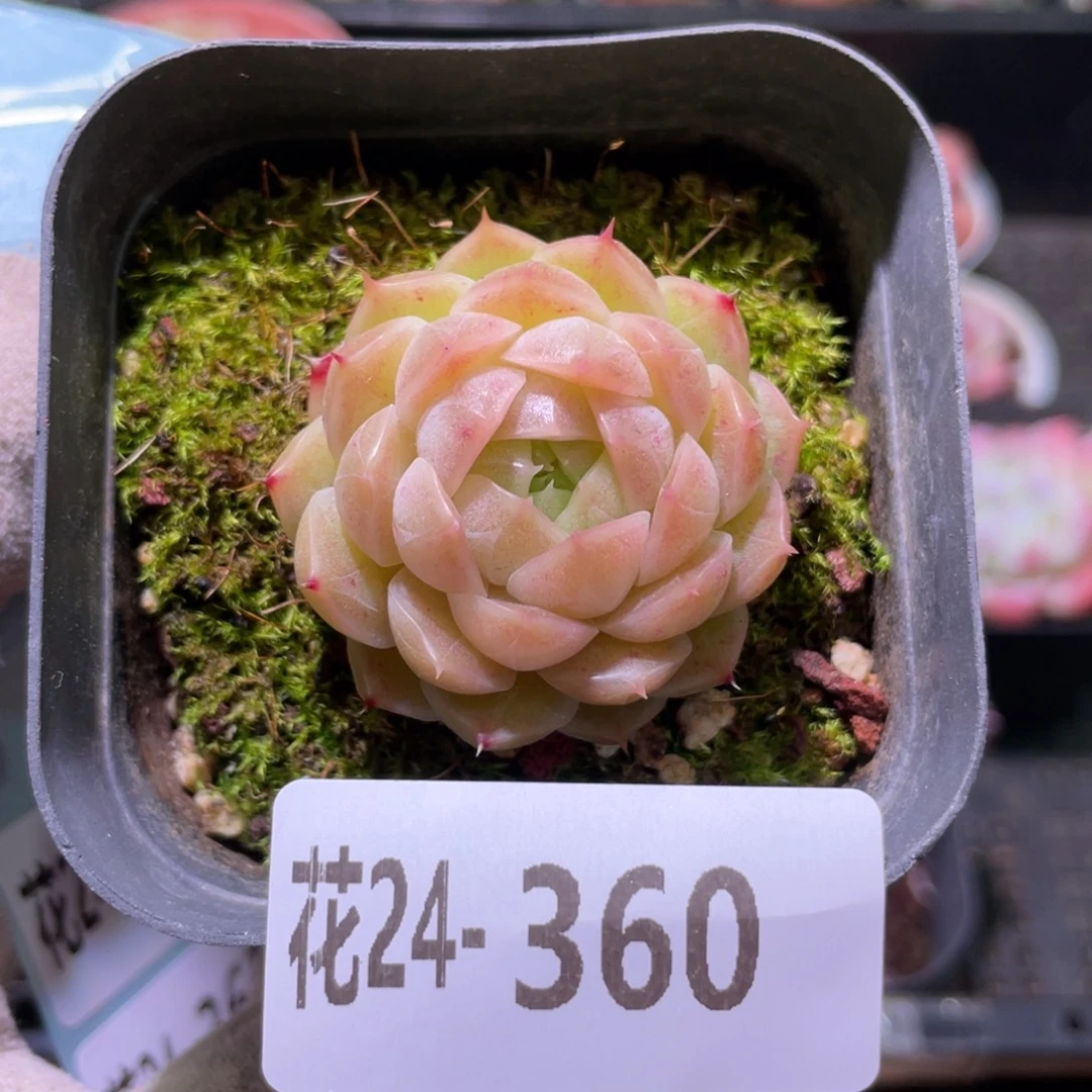 花利美24-360麦秆