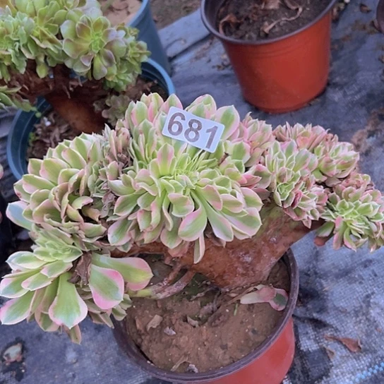 爱***正多肉植物一个女巫追