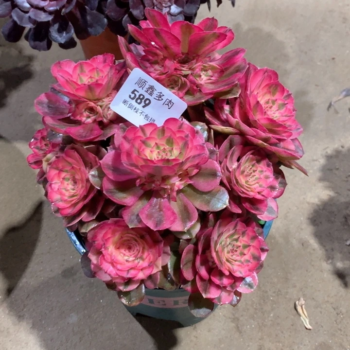 589荔枝多肉植物